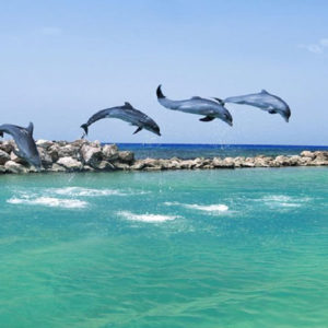 swim with dolphins