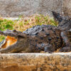 Black River Safari tour crocodile