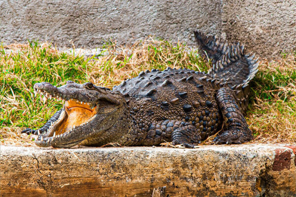 Black River Safari tour crocodile