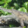 Black River Safari tour crocodile