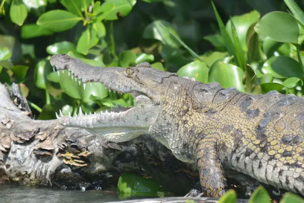 Black River Safari tour crocodile