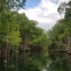 Black River Safari tour river